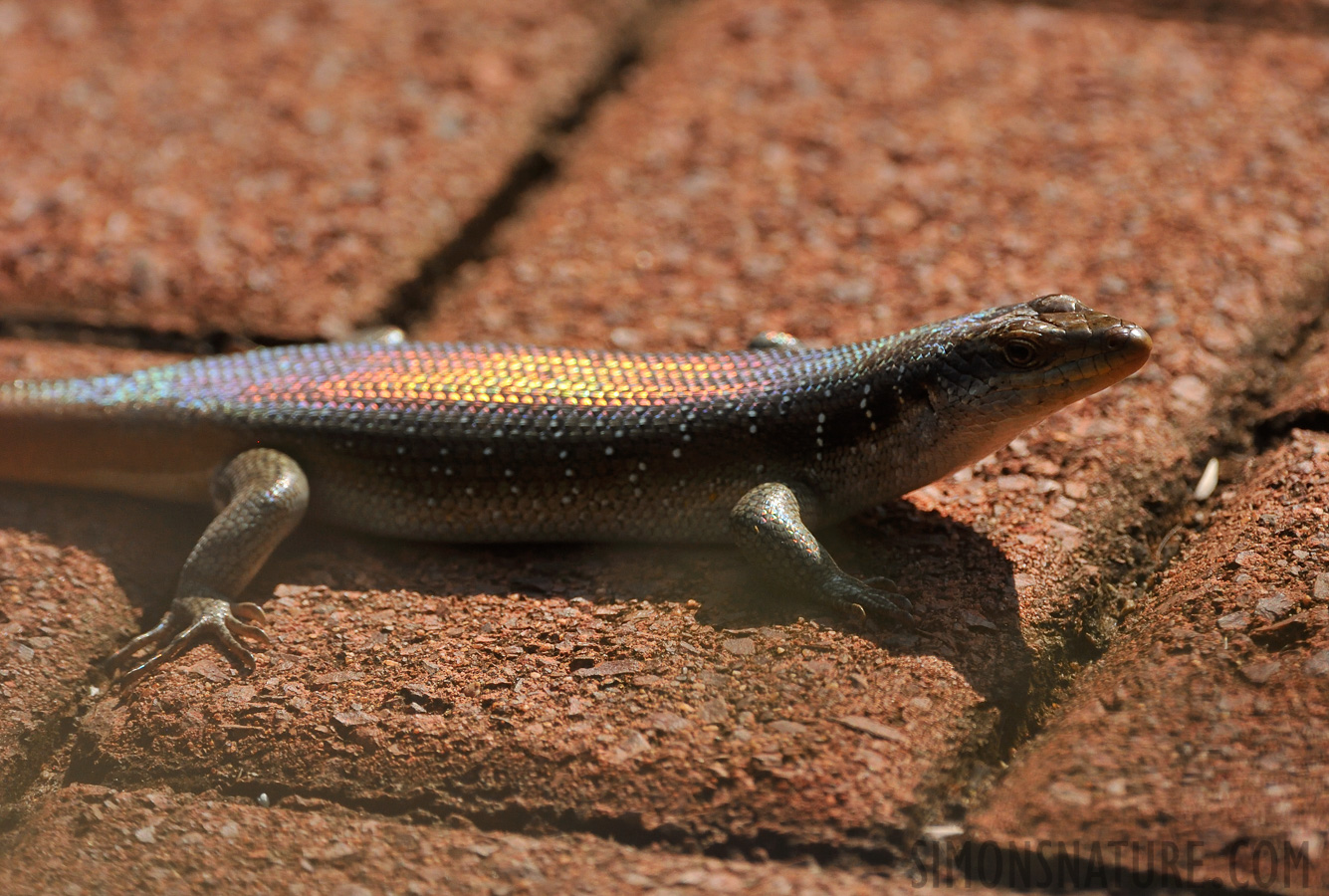 Trachylepis margaritifera [550 mm, 1/2500 sec at f / 9.0, ISO 1600]